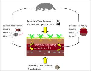 Potentially Toxic Element Accumulation In Badgers (Meles Meles) A ...