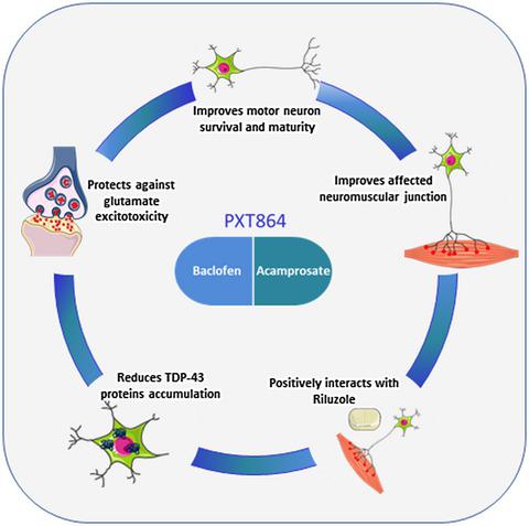 Combination of acamprosate and baclofen (PXT864) as a potential new ...