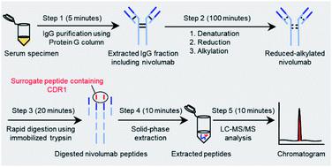 Quantitative Lc Ms Ms Method For Nivolumab In Human Serum Using Igg Purification And Immobilized Tryptic Digestion Analytical Methods X Mol