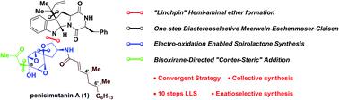 Total Synthesis Of Penicimutanin A And Related Congeners Chemical Science X Mol