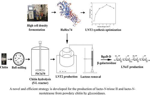 Production Of Lacto N Triose Ii And Lacto N Neotetraose From Chitin By A Novel B N Acetylhexosaminidase Expressed In Pichia Pastoris Acs Sustainable Chemistry Engineering X Mol