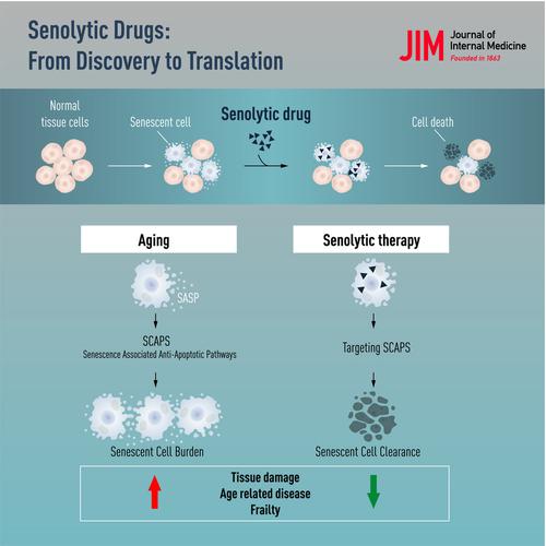 Senolytic Drugs From Discovery To Translation Journal Of Internal Medicine X Mol