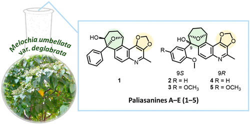 Paliasanines A E 3 4 Methylenedioxyquinoline Alkaloids Fused With A Phenyl 14 Oxabicyclo 3 2 1 Octane Unit From Melochia Umbellata Var Deglabrata Journal Of Natural Products X Mol