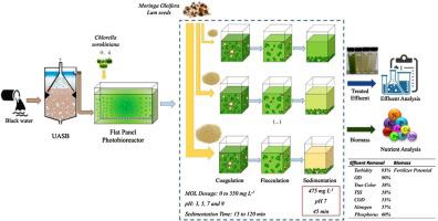 Separation Of Microalgae Cultivated In Anaerobically Digested Black Water Using Moringa Oleifera Lam Seeds As Coagulant Journal Of Water Process Engineering X Mol