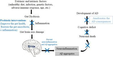 肠脑轴 肠道微生物组成和益生菌干预在阿尔茨海默氏病中的作用 Life Sciences X Mol