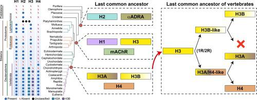 组胺受体的进化史 早期脊椎动物起源和h Sub 3 Sub H Sub 4 Sub 亚型的扩展 Molecular Phylogenetics And Evolution X Mol