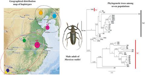 Mitochondrial DNA analysis reveals spatial genetic structure and high ...