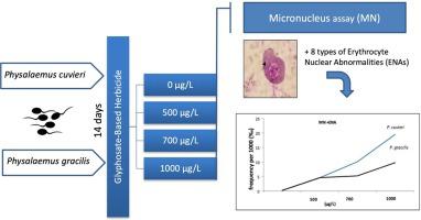 Genotoxic Effects Of Glyphosate On Physalaemus Tadpoles Environmental Toxicology And Pharmacology X Mol