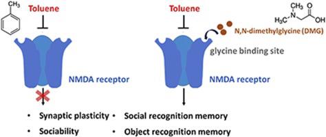 N N Dimethylglycine Prevents Toluene Induced Impairment In Recognition Memory And Synaptic Plasticity In Mice Toxicology X Mol