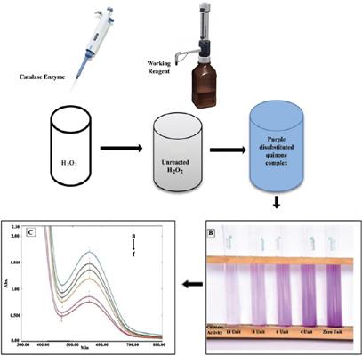 New Spectrophotometric Method For The Assessment Of Catalase Enzyme Activity In Biological Tissues Current Analytical Chemistry X Mol