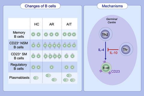 CD23 Expression On Switched Memory B Cells Bridges T-B Cell Interaction ...