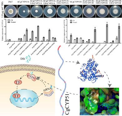 Mutations At Sterol 14α-demethylases (CYP51A&B) Confer The DMI ...