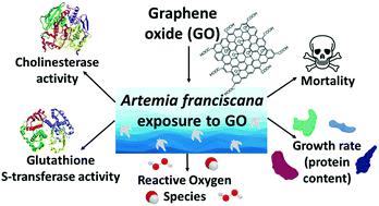 Ecotoxicological Impact Of Graphene Oxide: Toxic Effects On The Model ...