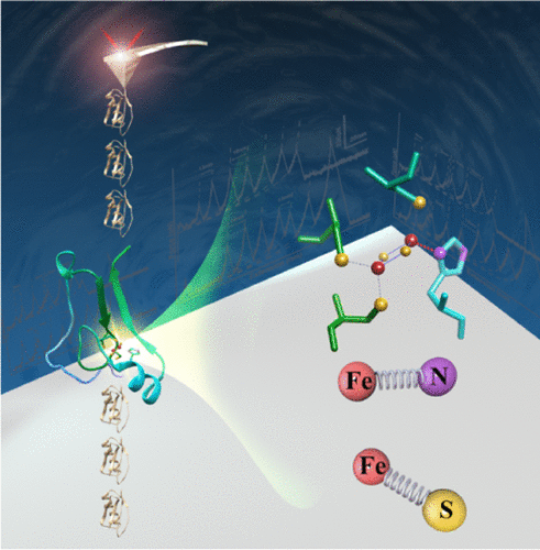 单分子力谱揭示了Fe–N键使MitoNEET单体中的2Fe2S团簇具有多种破裂途径,Analytical Chemistry - X-MOL