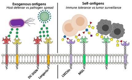 Molecular Recognition In C Type Lectins The Cases Of Dc Sign Langerin Mgl And L Sectin Chembiochem X Mol