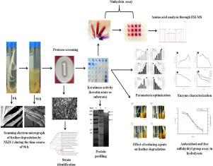 Production And Characterization Of Keratinase By Ochrobactrum Intermedium For Feather Keratin Utilization International Journal Of Biological Macromolecules X Mol