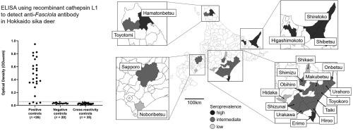 的血清阳性率片形吸虫在北海道梅花鹿 Em 梅花鹿yesoensis Em 从北海道 日本使用重组组织蛋白酶l1显示通过elisa Parasitology International X Mol