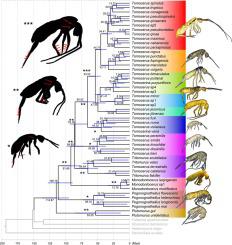 古代陆生节肢动物谱系的分子系统发育和性状进化：系统修订及其对生态 