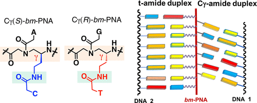 Cg S R Bimodal Peptide Nucleic Acids Cg Bm Pna Form Coupled Double Duplexes By Synchronous Binding To Two Complementary Dna Strands The Journal Of Organic Chemistry X Mol