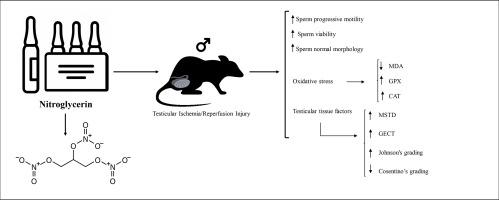 硝酸甘油改善雄性大鼠睾丸扭转 扭曲后的精子参数 氧化应激和睾丸损伤 Experimental And Molecular Pathology X Mol