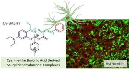 生物成像应用中类似花青的硼酸衍生的水杨基hydr配合物 Cy Bashy Chemistry A European Journal X Mol