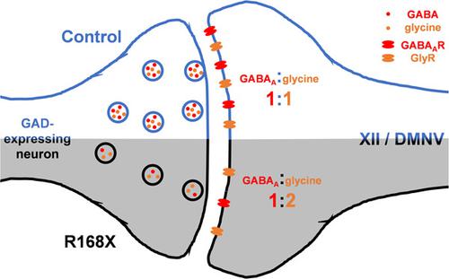 Dual Synaptic Inhibitions Of Brainstem Neurons By Gaba And Glycine With Impact On Rett Syndrome Journal Of Cellular Physiology X Mol