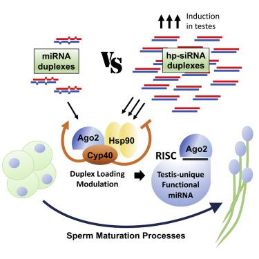 Ago2负载的亲环蛋白40的调制赋予 Em 果蝇 Em 在精子成熟过程中功能性mirna的唯一库 Em Em Cell Reports X Mol