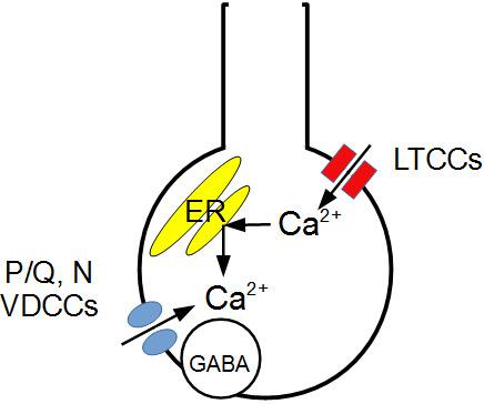 Physiological Involvement Of Presynaptic L Type Voltage Dependent Calcium Channels In Gaba Release Of Cerebellar Molecular Layer Interneurons Journal Of Neurochemistry X Mol