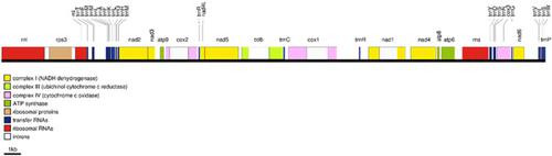 昆虫病原性白僵菌属线粒体进化 Archives Of Insect Biochemistry And Physiology X Mol