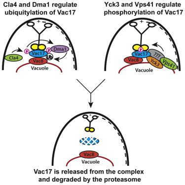 Cargo Release From Myosin V Requires The Convergence Of Parallel Pathways That Phosphorylate And Ubiquitylate The Cargo Adaptor Current Biology X Mol