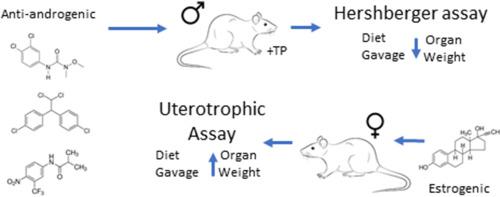 在啮齿动物子宫营养和hershberger分析中评估饮食剂量替代口服强饲法 Regulatory Toxicology And Pharmacology X Mol