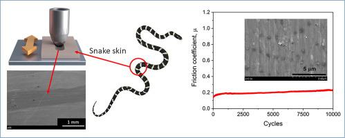 snakes skin 11
