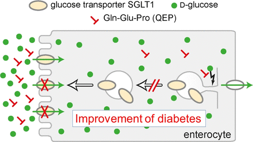 Effects of a Ganoderma lucidum Proteoglycan on Type 2 Diabetic Rats and the  Recovery of Rat Pancreatic Islets