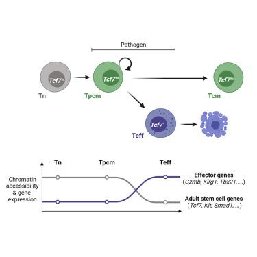 在没有细胞毒性分化的情况下，中央记忆CD8 <sup>+</sup> T细胞衍生自干 