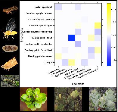 Intraspecific Variation In Host Plant Traits Mediates Taxonomic And ...