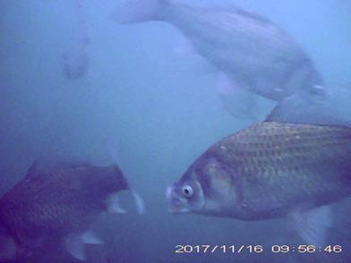 通过安装在鲤鱼上的视频记录仪观察到的日本琵琶湖鱼类和其他水生动物的水下视频和静止图像数据集 Ecological Research X Mol