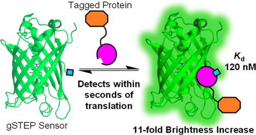 Genetically Encoded Fluorescent Biosensor For Rapid Detection Of