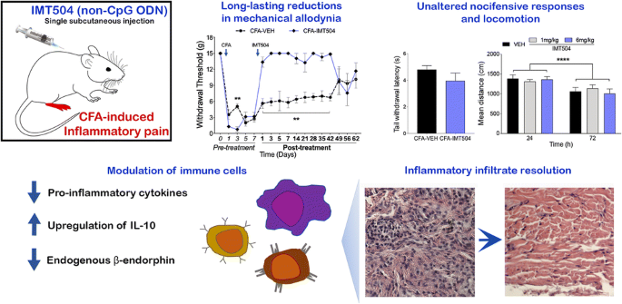 Imt504 通过调节慢性疼痛模型中的细胞浸润和炎症环境提供镇痛 Journal Of Neuroimmune Pharmacology X Mol