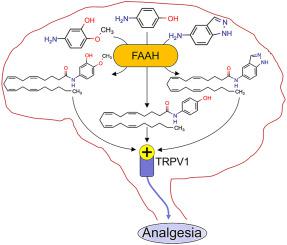 Paracetamol Analogues Conjugated By Faah Induce Trpv1 Mediated Antinociception Without Causing Acute Liver Toxicity European Journal Of Medicinal Chemistry X Mol