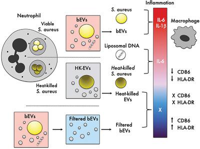 Effect Of Extracellular Vesicles From S Aureus Challenged Human Neutrophils On Macrophages Journal Of Leukocyte Biology X Mol