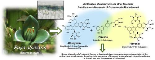 凤梨科植物绿蓝色花瓣中花青素和其他黄酮类化合物的鉴定及其显色机制的阐明 Phytochemistry X Mol