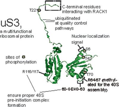 核糖体蛋白uS3在细胞生物学和人类疾病中的应用：最新见解和前景