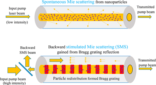 Two Photon Excitation Enhanced High Efficiency And Phase Conjugate Stimulated Mie Scattering Of Perovskite Nanocrystals Suspended In N Hexane The Journal Of Physical Chemistry C X Mol