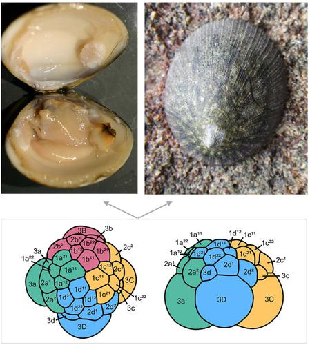 Establishment Of The Novel Bivalve Body Plan Through Modification Of   10.1111 Ede.12334 