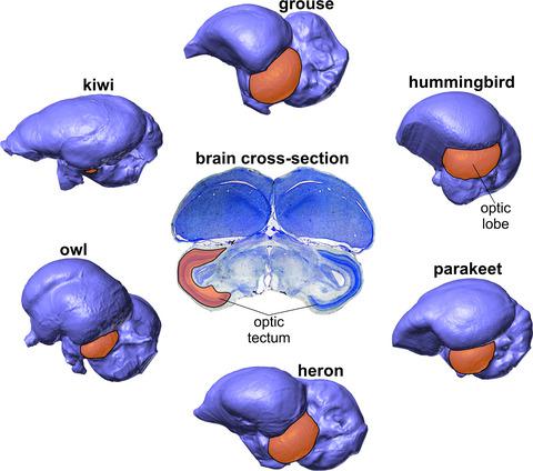 Bird Brain Evolution