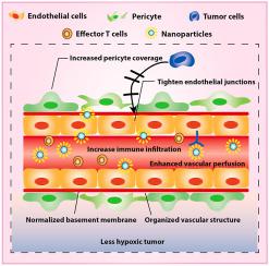 Manipulation Of Immune‒vascular Crosstalk: New Strategies Towards ...