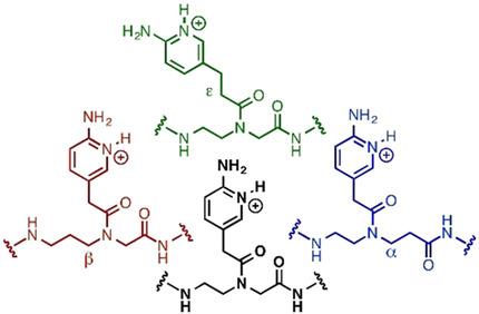 具有延长主链的三链形成肽核酸 Chembiochem X Mol