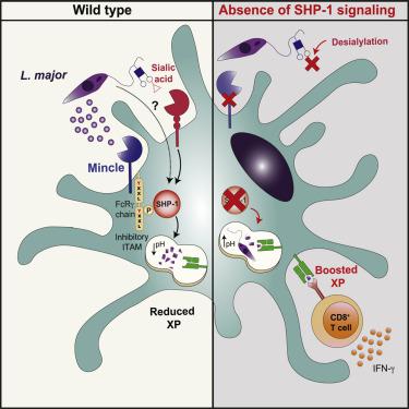 Shp 1 Regulates Antigen Cross Presentation And Is Exploited By Leishmania To Evade Immunity Cell Reports X Mol