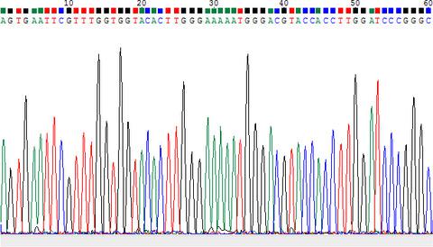 Detection Of Toxin B Of Clostridium Difficile Based On Immunomagnetic ...