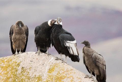 安第斯和加州秃鹰的遗传组成不同，但人口统计历史相似,Ecology and 